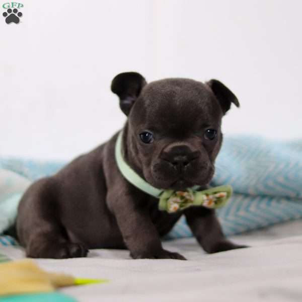 Shane, French Bulldog Puppy